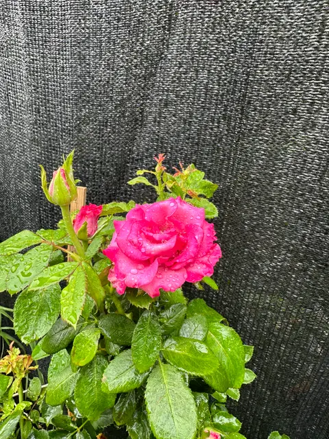 กุหลาบชมพู