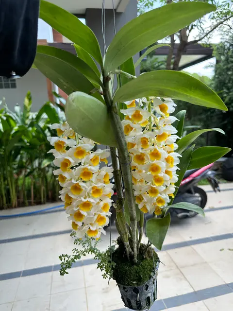 ต้นไม้