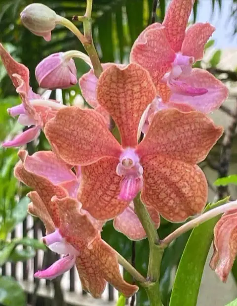 สามปอยชมพู