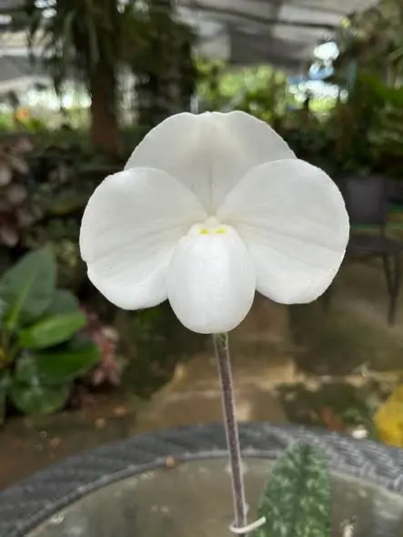 รองเท้านารีขาวสตูล