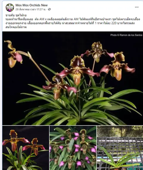 รองเท้านารีเหลืองเลย